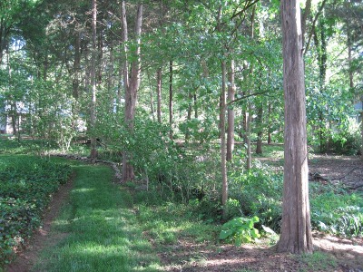 back
                        yard,