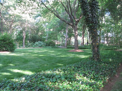 back
                        yard,